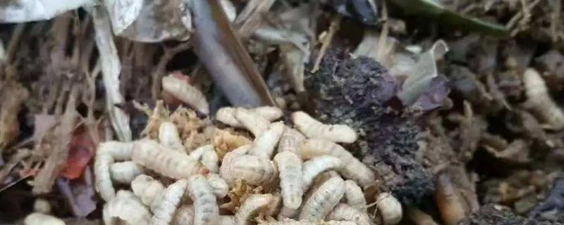 黑水虻養(yǎng)殖 成本利潤(rùn)解析與生物有機(jī)肥料用途全指南